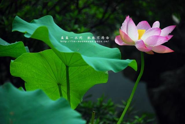 《生查子》男女情愛(ài)第一詞牌