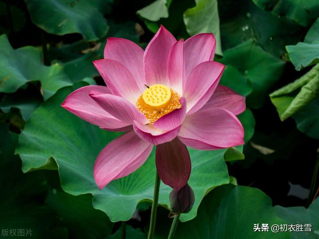 南北朝民歌《讀曲詞》七首：深情熱烈，慷慨綿長的蓮花愛情