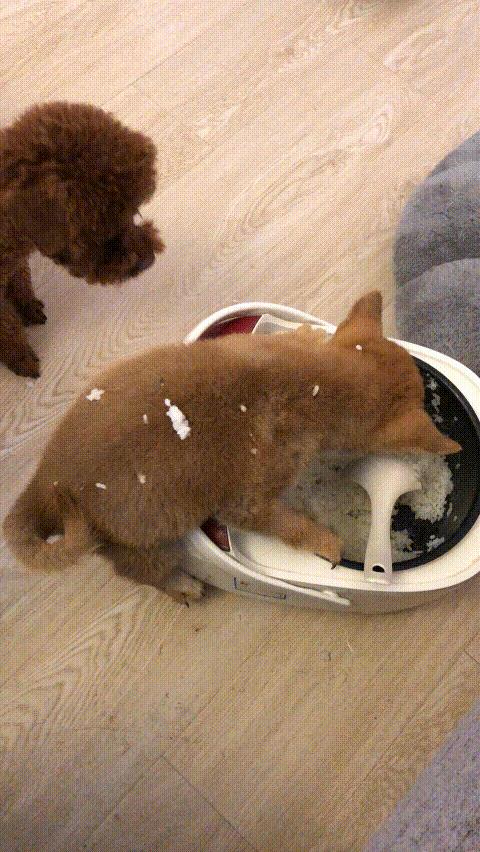 中型犬品種大全圖片中型犬品種大全圖片名稱