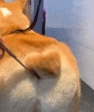中型犬品種大全及圖片中大型犬品種大全圖片