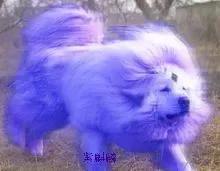 麒麟有幾種