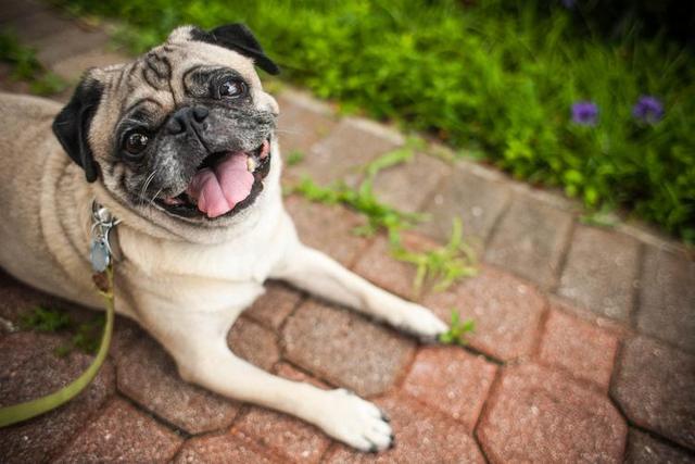 中型犬品種大全圖片_長(zhǎng)毛中型犬品種大全圖片及價(jià)格