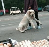 中型犬品種大全圖片中型犬品種大全圖片名稱