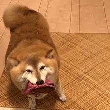 中型犬品種大全圖片中型犬品種大全圖片名稱