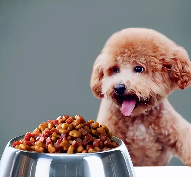 中型犬品種大全及圖片中大型犬品種大全圖片