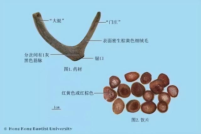 每天學(xué)習(xí)一味中藥——鹿茸