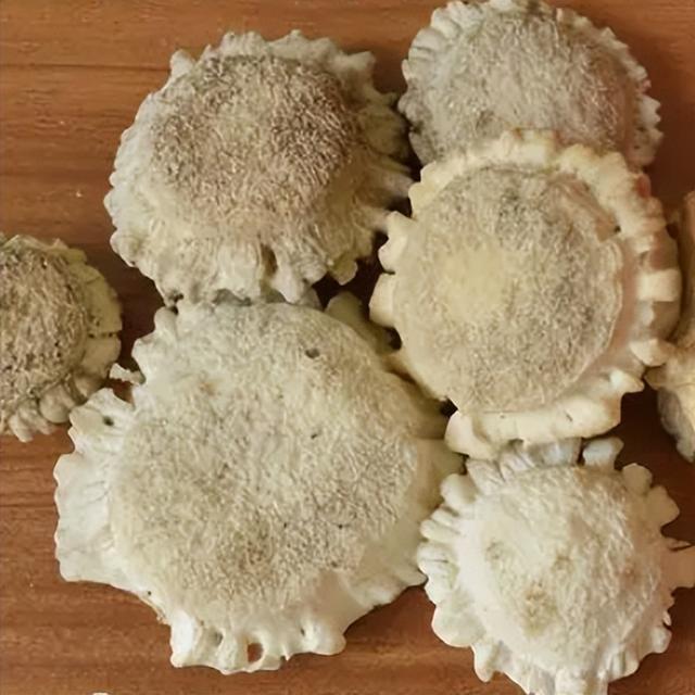 每天學(xué)習(xí)一味中藥——鹿茸