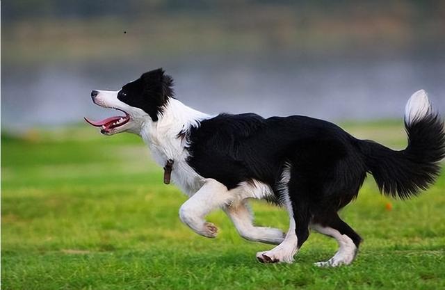 中型犬品種大全圖片_長(zhǎng)毛中型犬品種大全圖片及價(jià)格