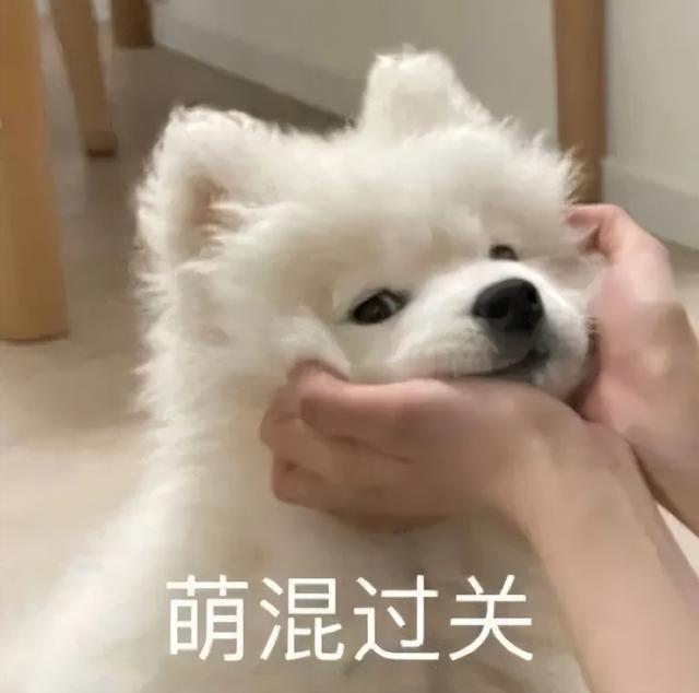 狗看了都搖頭的沙雕網(wǎng)名ID