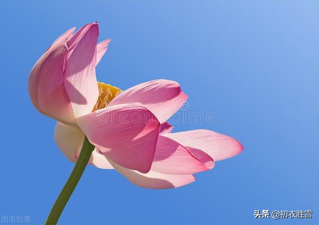 南北朝民歌《讀曲詞》七首：深情熱烈，慷慨綿長的蓮花愛情