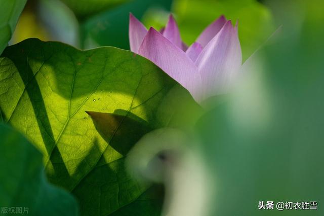 南北朝民歌《讀曲詞》七首：深情熱烈，慷慨綿長的蓮花愛情