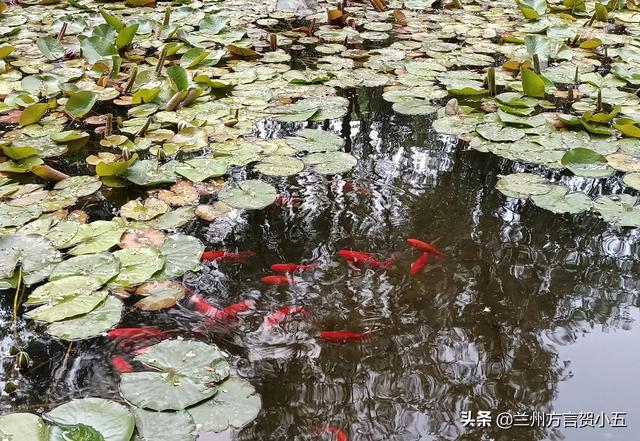 蘭州方言里稀奇古怪的52個詞，您能聽懂幾個？