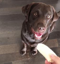 中型犬品種大全圖片中型犬品種大全圖片名稱