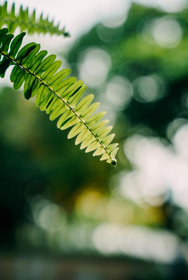 小暑不可小覷，每日里風(fēng)風(fēng)火火充滿生長(zhǎng)的希望