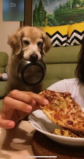 中型犬品種大全圖片中型犬品種大全圖片名稱