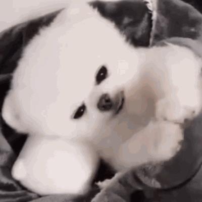 中型犬品種大全及圖片中大型犬品種大全圖片