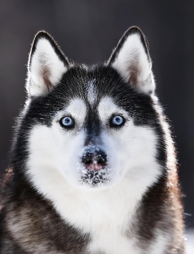 中型犬品種大全及圖片中大型犬品種大全圖片