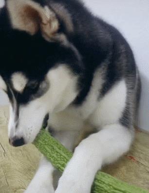 中型犬品種大全圖片中型犬品種大全圖片名稱