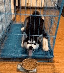 中型犬品種大全圖片中型犬品種大全圖片名稱