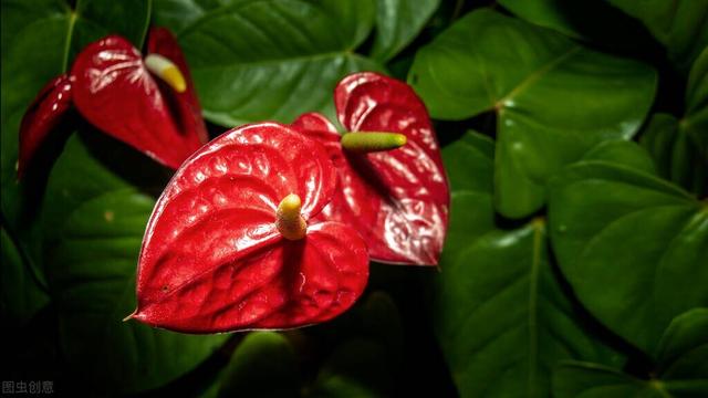 家有“富祿壽喜財(cái)吉”，越住越舒服，你家若有3種以上，恭喜了