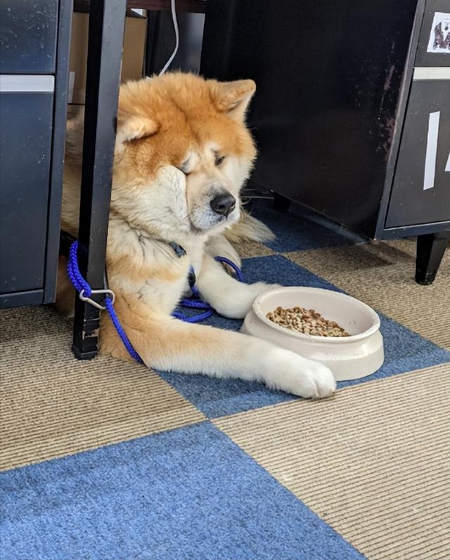 中型犬品種大全圖片中型犬品種大全圖片名稱