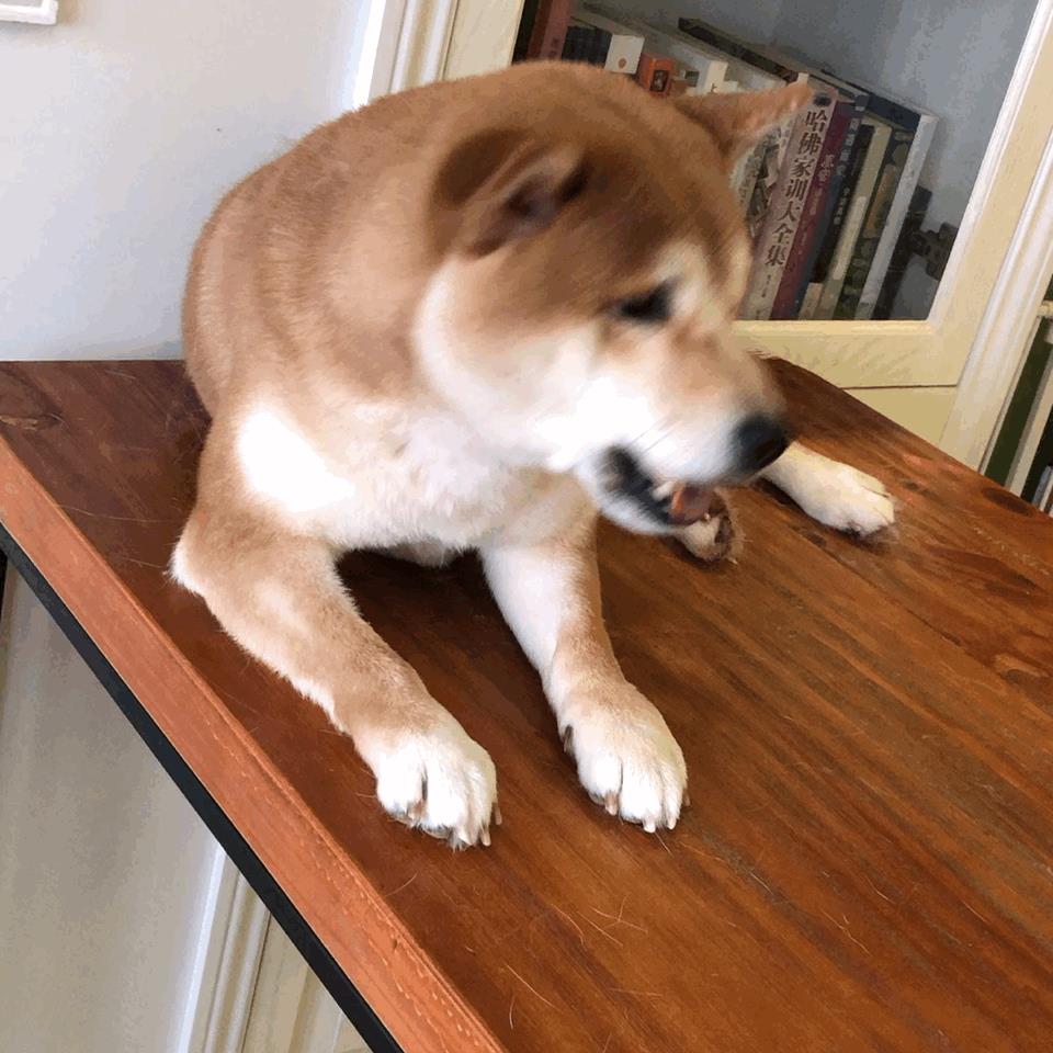 中型犬品種大全圖片中型犬品種大全圖片名稱