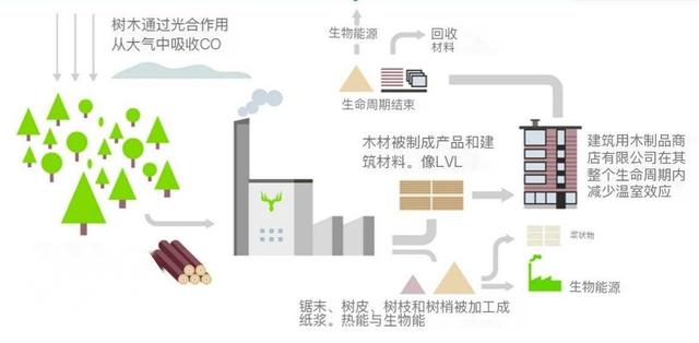 桉樹被稱亡國樹、斷子絕孫樹、缺德樹，人類卻還要種植，為啥？