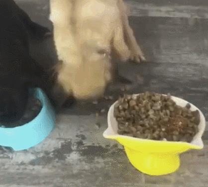 中型犬品種大全圖片中型犬品種大全圖片名稱