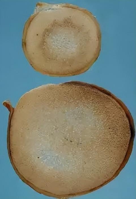 每天學(xué)習(xí)一味中藥——鹿茸