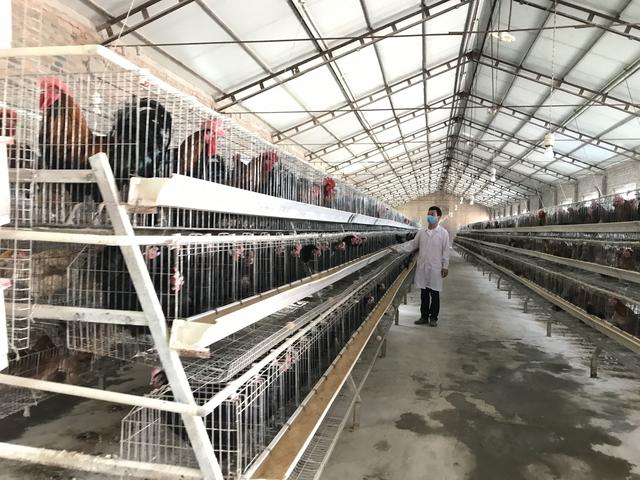 邊雞保種：留給未來(lái)的種子