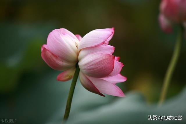 南北朝民歌《讀曲詞》七首：深情熱烈，慷慨綿長的蓮花愛情