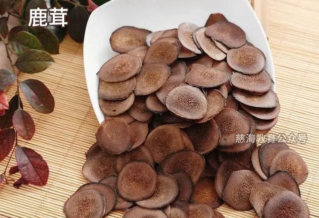 每天學(xué)習(xí)一味中藥——鹿茸