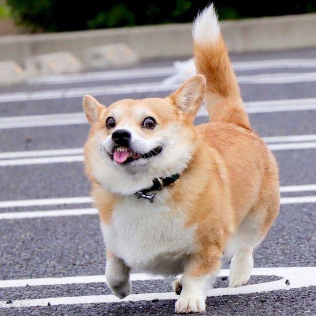 中型犬品種大全圖片_長(zhǎng)毛中型犬品種大全圖片及價(jià)格
