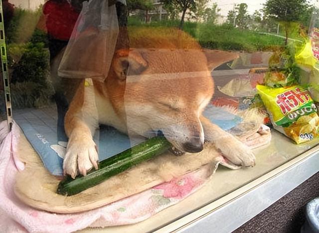 中型犬品種大全圖片中型犬品種大全圖片名稱