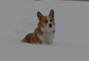 柯基犬有8種“性格屬性”，你家狗屬于哪一種？