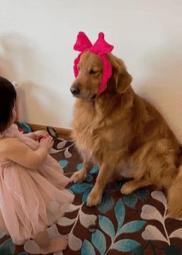 中型犬品種大全及圖片中大型犬品種大全圖片