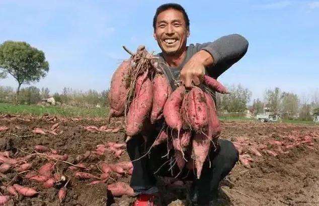 湖北話，為何把人傻說為“苕”？