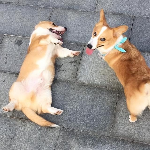 柯基犬有8種“性格屬性”，你家狗屬于哪一種？
