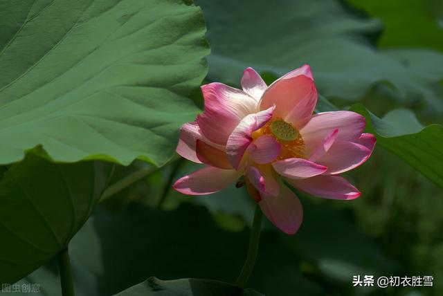 南北朝民歌《讀曲詞》七首：深情熱烈，慷慨綿長的蓮花愛情