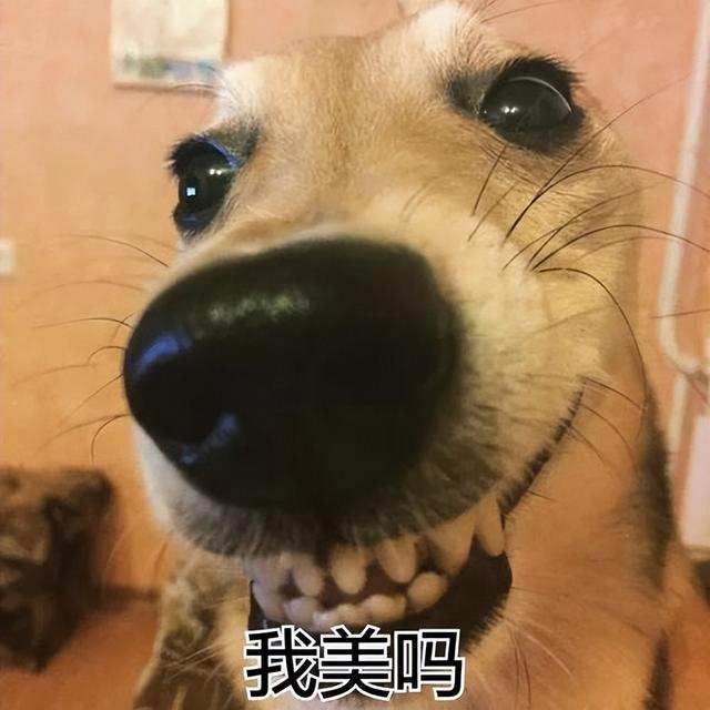 論給狗狗“起名”，我們鏟屎官就沒(méi)輸過(guò)