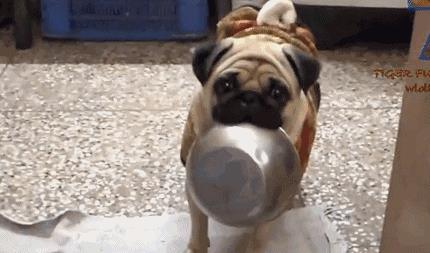 中型犬品種大全圖片中型犬品種大全圖片名稱