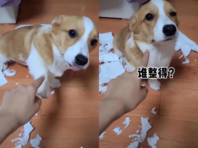 柯基犬有8種“性格屬性”，你家狗屬于哪一種？