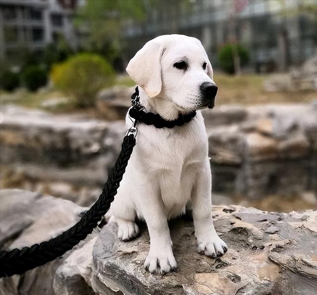 中型犬品種大全圖片_長(zhǎng)毛中型犬品種大全圖片及價(jià)格