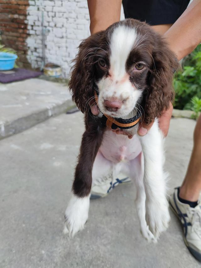 狗狗取名字，史賓格犬，求點建議