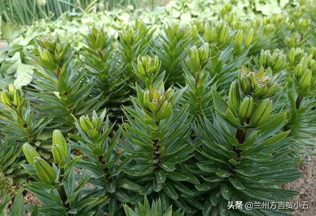 蘭州方言里稀奇古怪的52個詞，您能聽懂幾個？