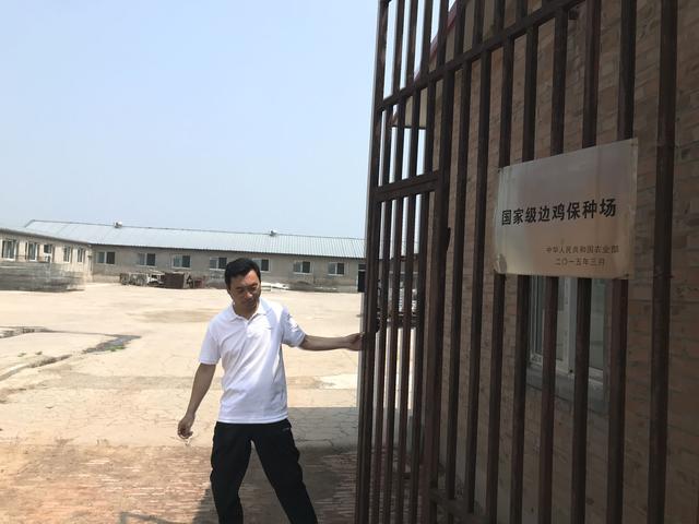 邊雞保種：留給未來(lái)的種子