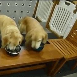 中型犬品種大全圖片中型犬品種大全圖片名稱