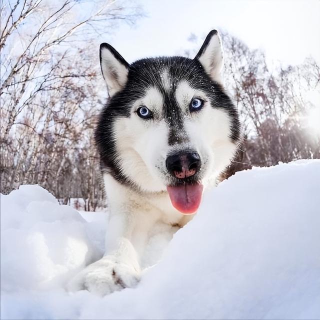 中型犬品種大全圖片_長(zhǎng)毛中型犬品種大全圖片及價(jià)格