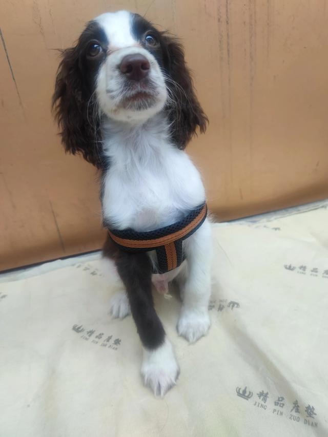 狗狗取名字，史賓格犬，求點建議