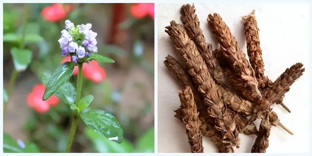 知名飲料品牌上新涼茶，取名“夏枯草”！中醫(yī)專家提醒：涼茶性寒，慎重飲用